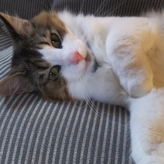 おおらか、ノルウェジアンフォレストキャット♂