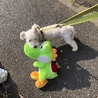 まわたりーぬ さん