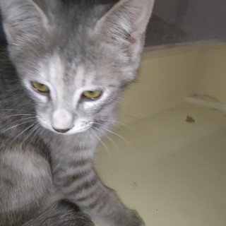 牛小屋で育った3ヶ月の子猫1