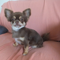 「サマーカットしてみた(^^♪」サムネイル2