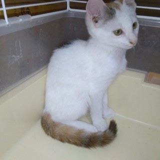 牛小屋で育った3ヶ月の子猫2