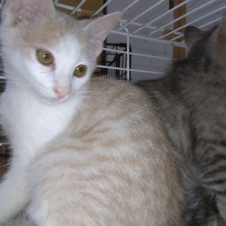 牛小屋で育った3ヶ月の子猫3