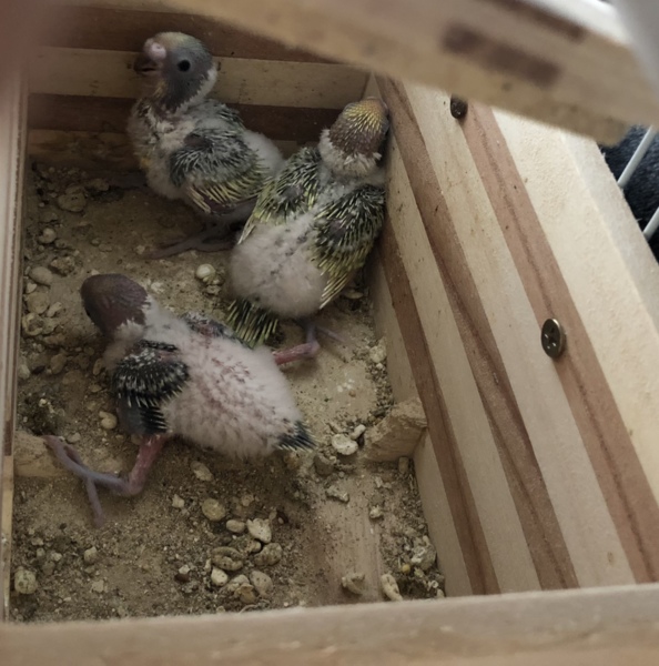 七夕に孵ったセキセイインコの雛 サムネイル2