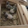 七夕に孵ったセキセイインコの雛 サムネイル2