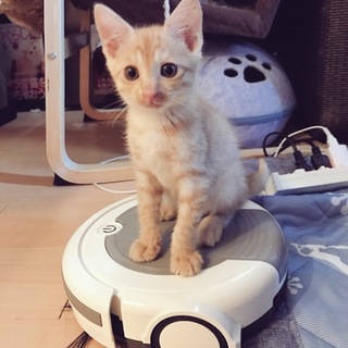 生後2か月子猫♀茶とらちゃん