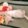 生後2か月子猫♀茶とらちゃん サムネイル2
