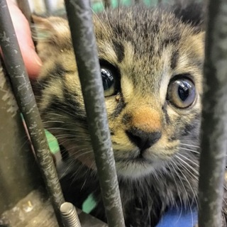お目々くりくり小さなキジトラちゃん