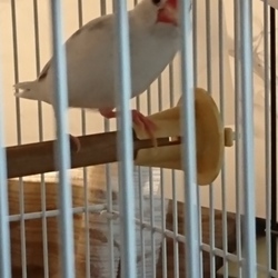 レモン文鳥