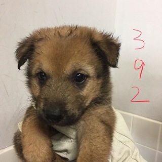可愛い子犬たちがたくさんいます。①②