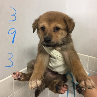 可愛い子犬たちがたくさん収容されています。③④