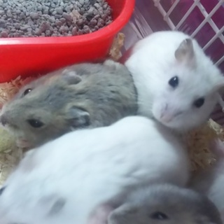 ハムスター 色オスメスいろいろ 1匹からOK