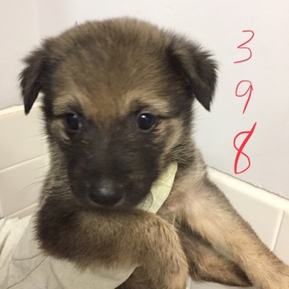可愛い子犬たちがたくさんいます。⑦⑧