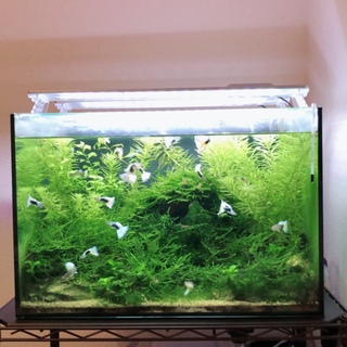 ドイツイエロー