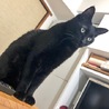かわよしこ
