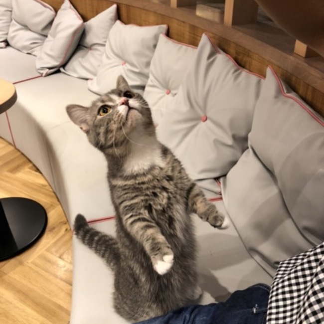 ほんのりのカバー写真