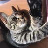 まっそ