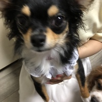 かれん