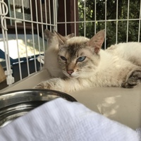 片足ママと仔猫の親子