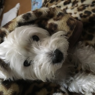 とても人懐っこいウエスティ