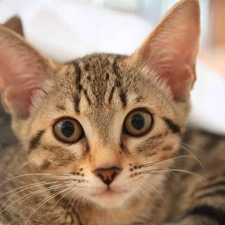 2 か月過ぎのきじとらちゃん