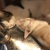 生後2か月子猫♀茶とらちゃん サムネイル3