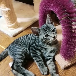 おっとり黒トラくん