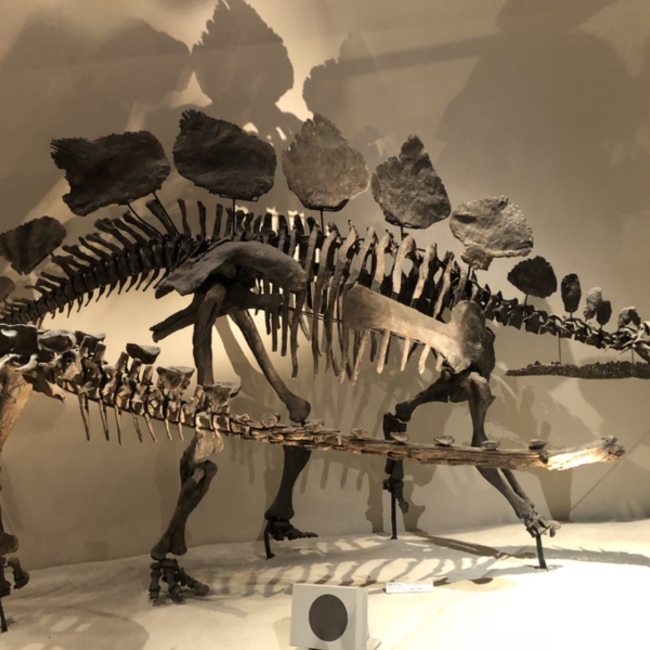 マンモス太郎のカバー写真