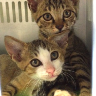 兄弟みんな保護されました。有難うございました！