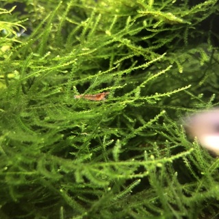 レッドチェリーシュリンプ