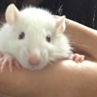 ファンシーラットの里親様募集致します。