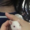 ファンシーラットの里親様募集致します。 サムネイル3