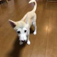 音