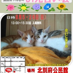 保護猫達のお見合い会（ねこまる南加古川）