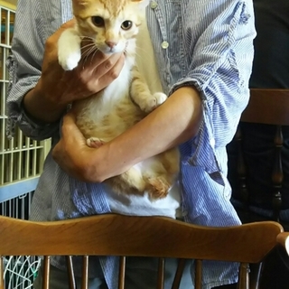 茶白男の子 Aいち君