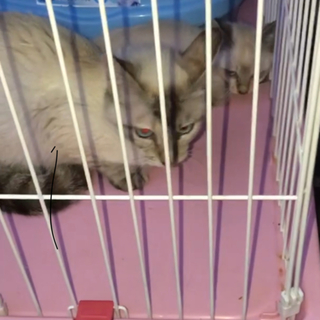 片足の無い青い目の可愛いママ猫と仔猫 シャムぽい
