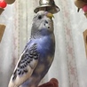 ごまには幸せのハートの模様があります