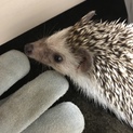 ハリネズミ♂の里親募集