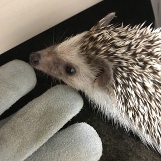 ハリネズミ♂の里親募集