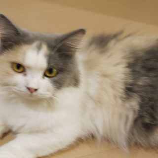 マンチカン♀里親募集