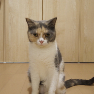 ブリテッシュ♀里親募集