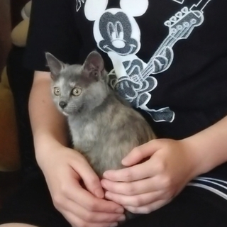 里親決定。ありがとうございます。