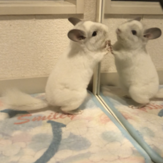 チンチラの赤ちゃん急募