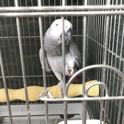 フード、おやつ