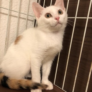 ビミョーに三毛子猫