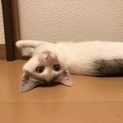甘えん坊で抱っこ大好き男の子