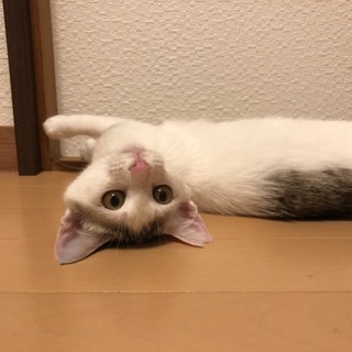 甘えん坊で抱っこ大好き男の子