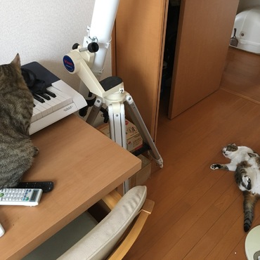 ちび太の写真