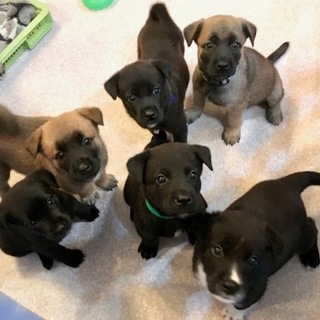 ニニの子犬　８匹　６月１３日生まれ