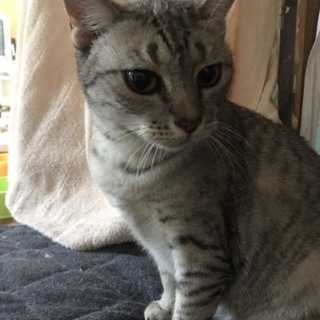 べったりアメショ
