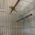 セキセイインコ二羽